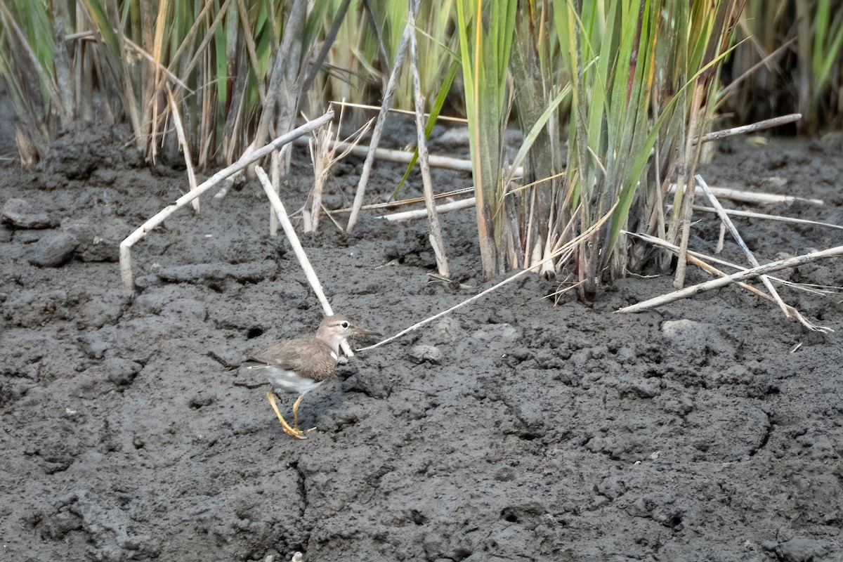 Spotted Sandpiper - ML641989830