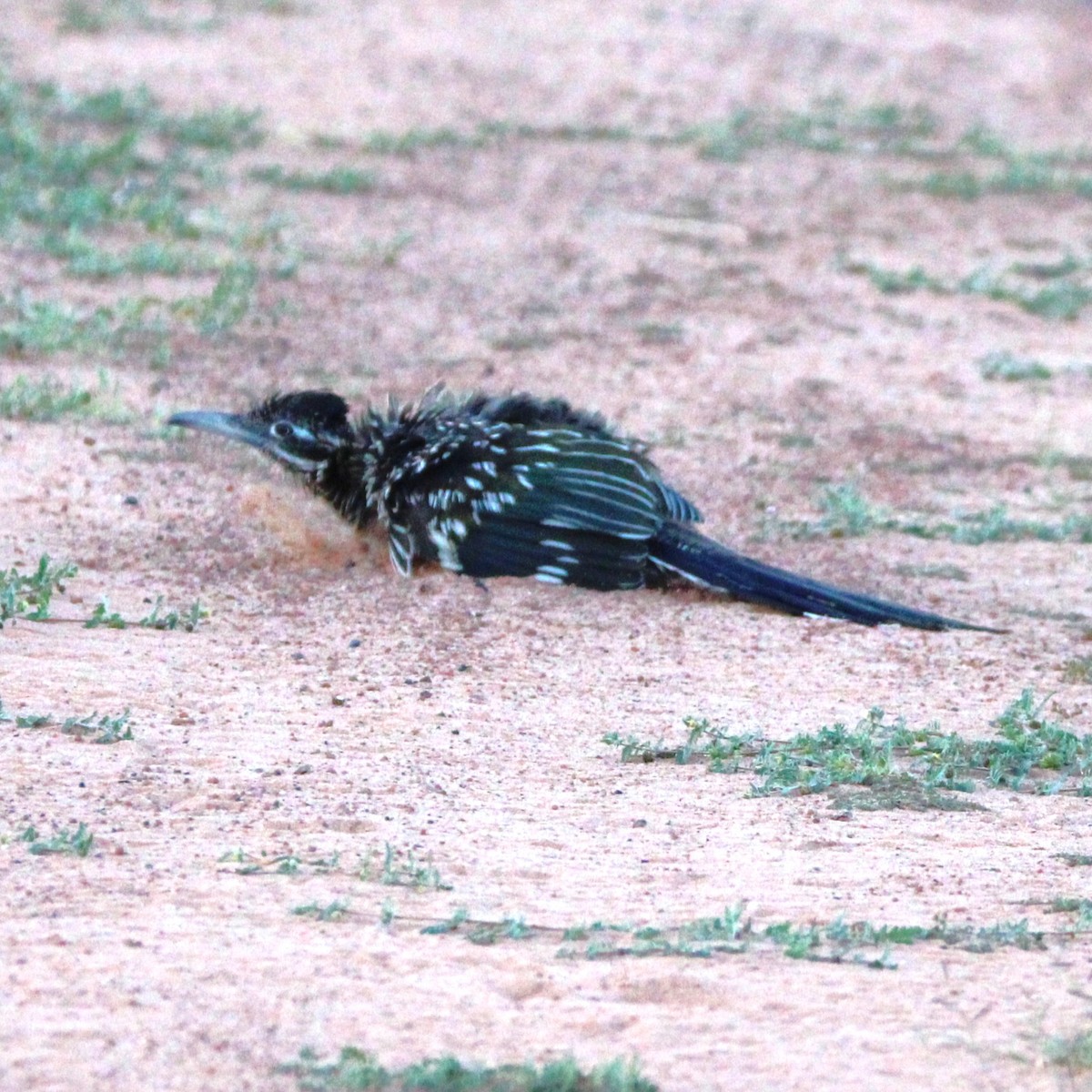 Greater Roadrunner - ML641989832