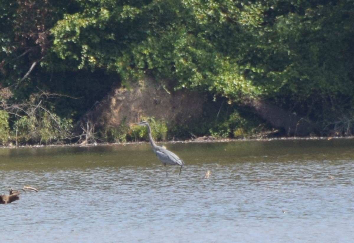 Great Blue Heron - ML641989836