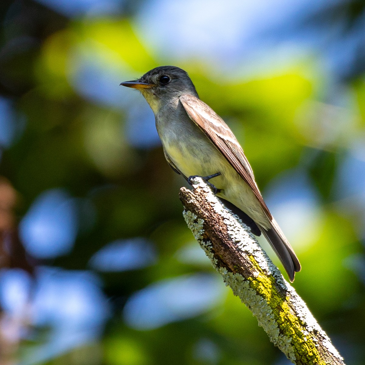 Eastern Wood-Pewee - ML641989837