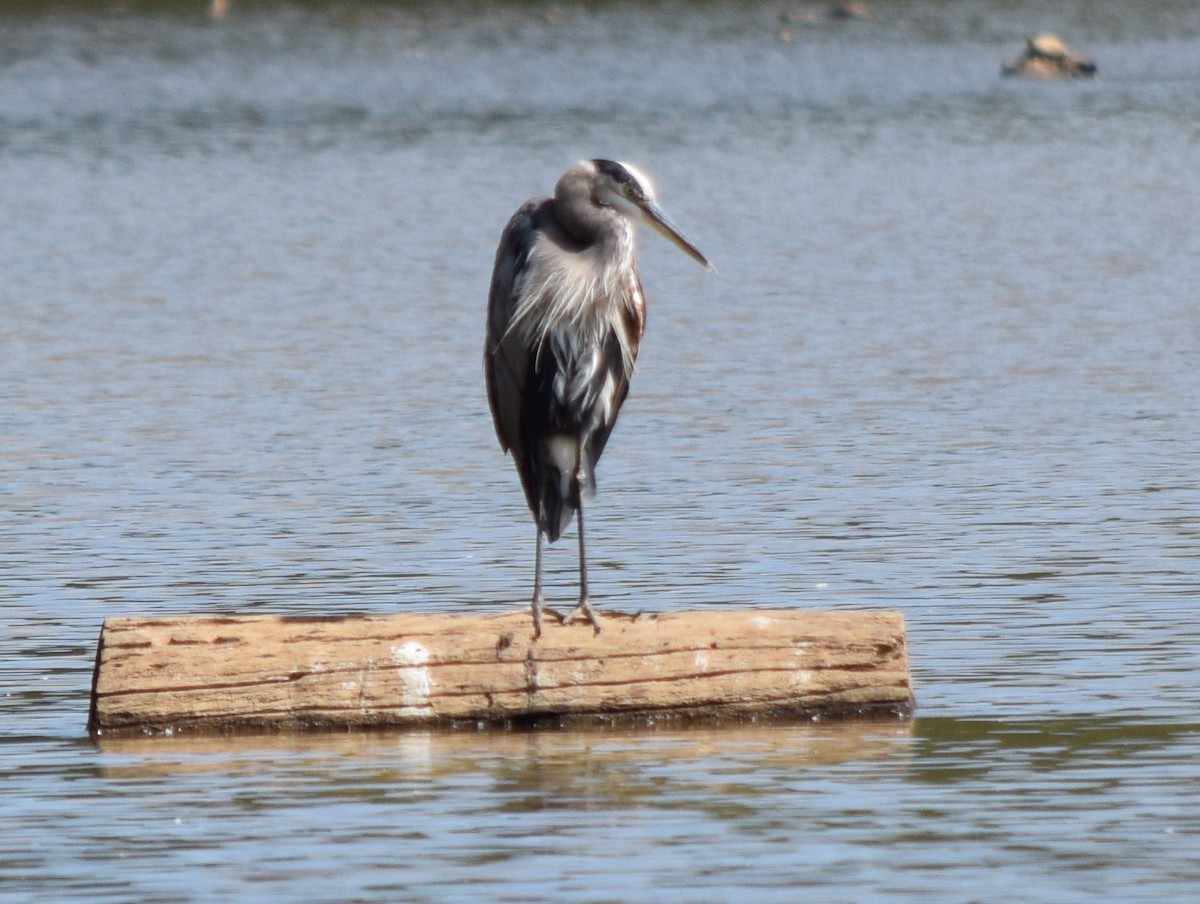 Great Blue Heron - ML641989839