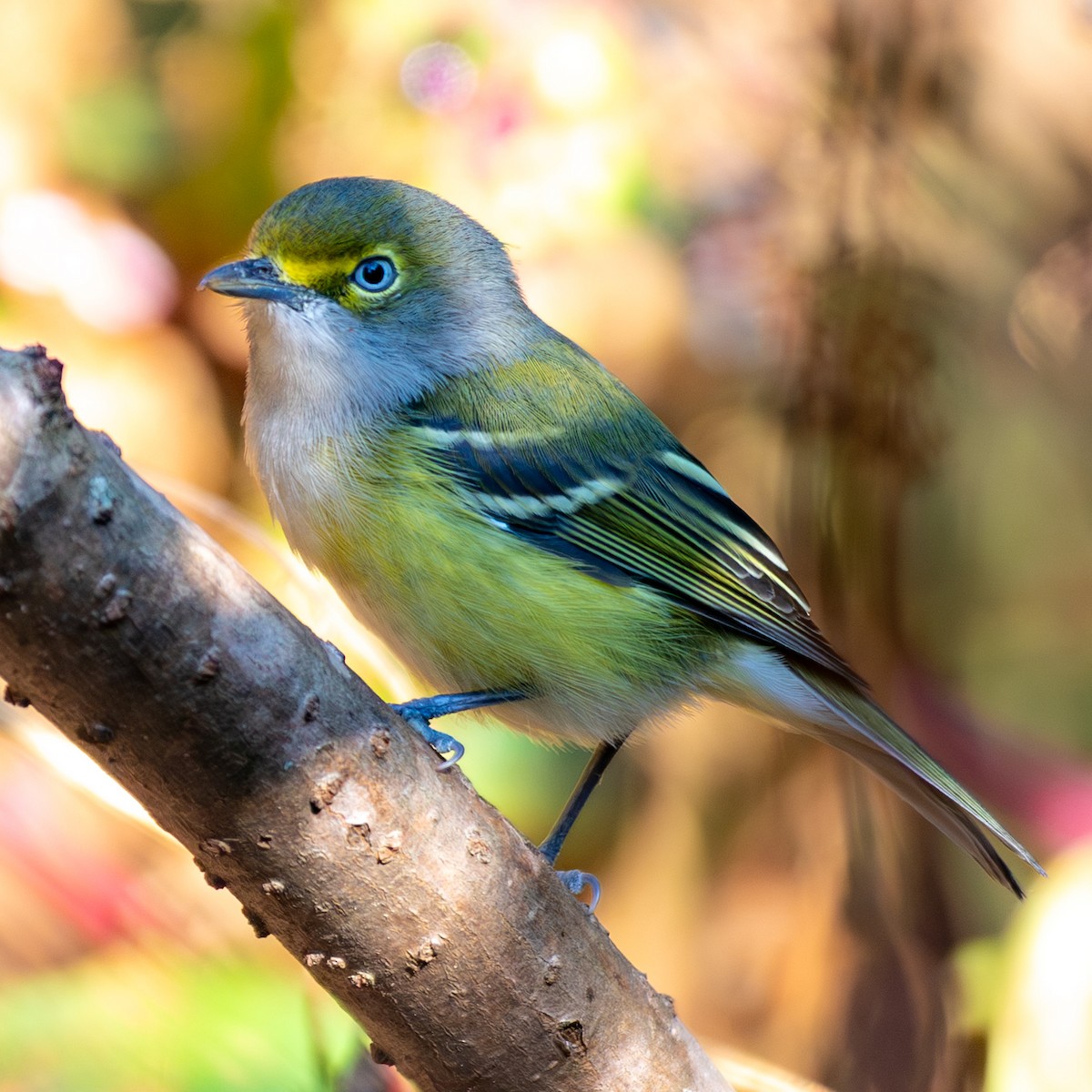 White-eyed Vireo - ML641989841