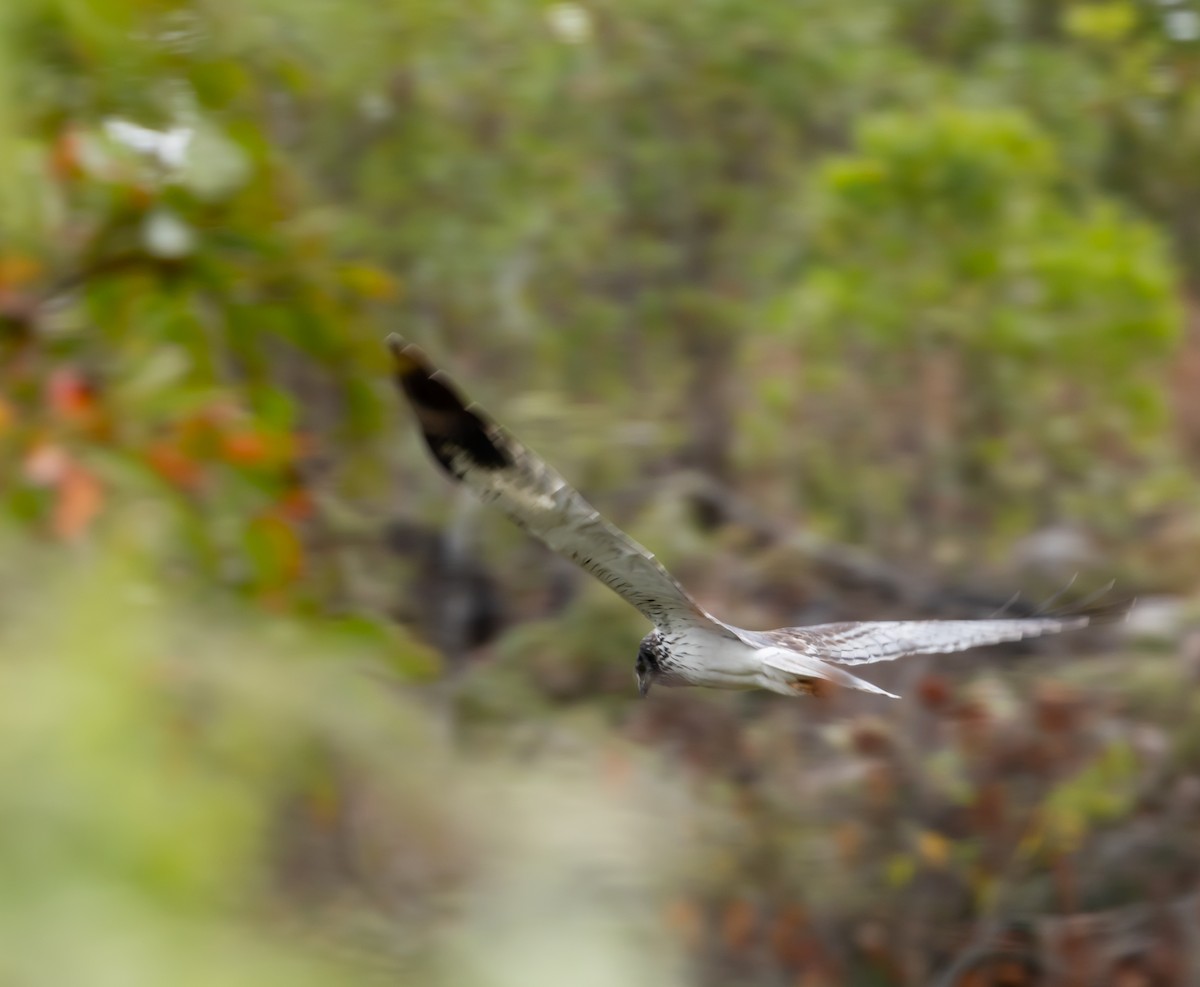 Malagasy Harrier - ML641989842