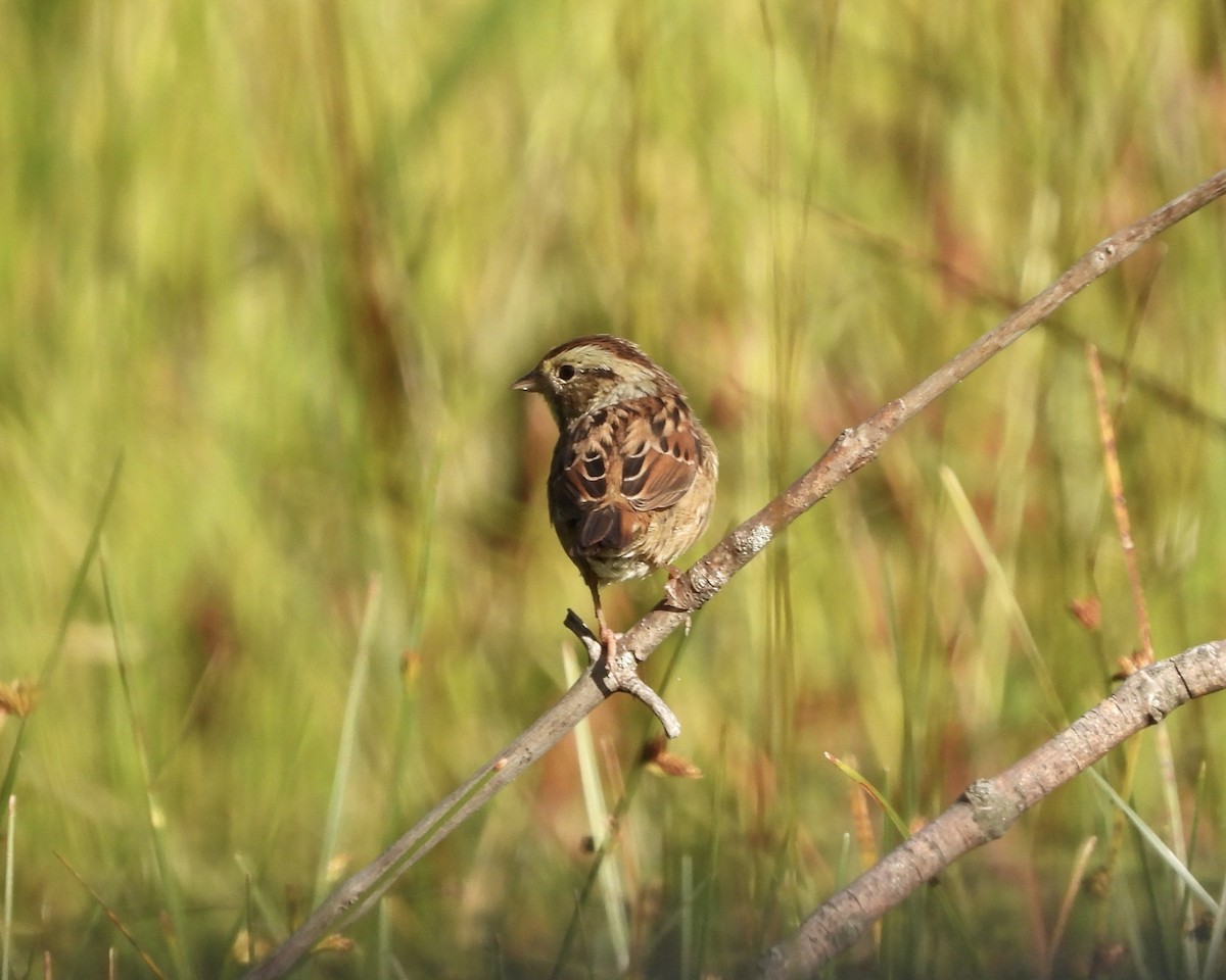 Swamp Sparrow - ML641989843