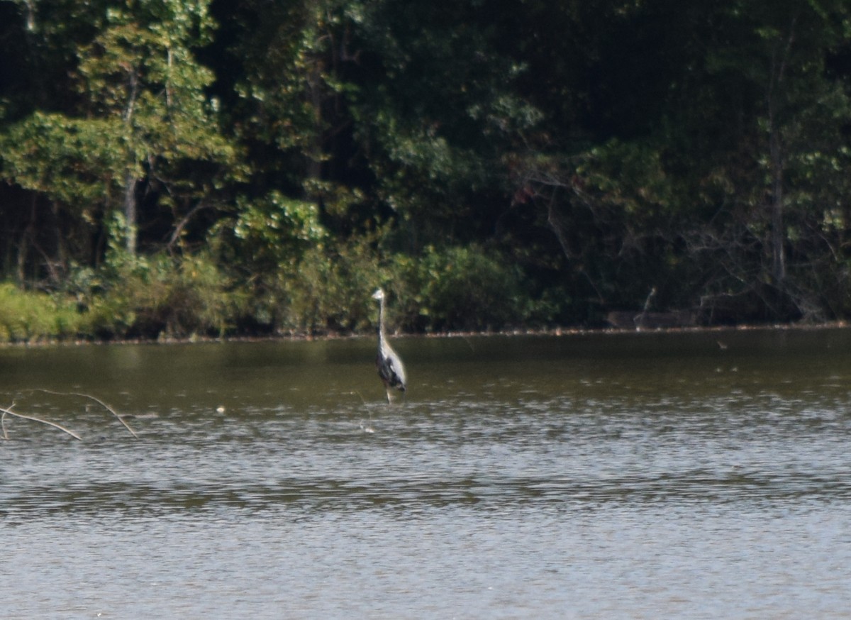Great Blue Heron - ML641989844
