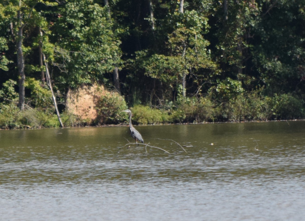 Great Blue Heron - ML641989845