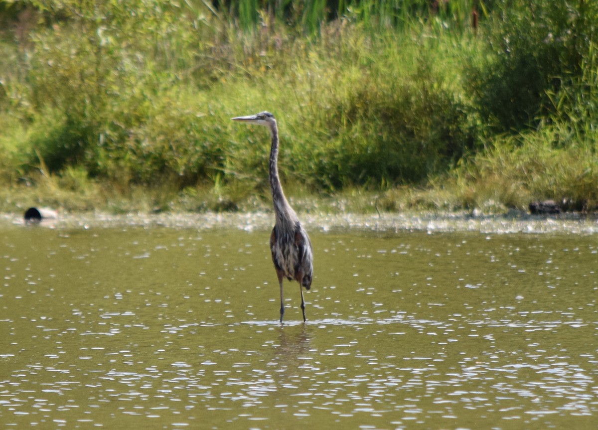 Great Blue Heron - ML641989846