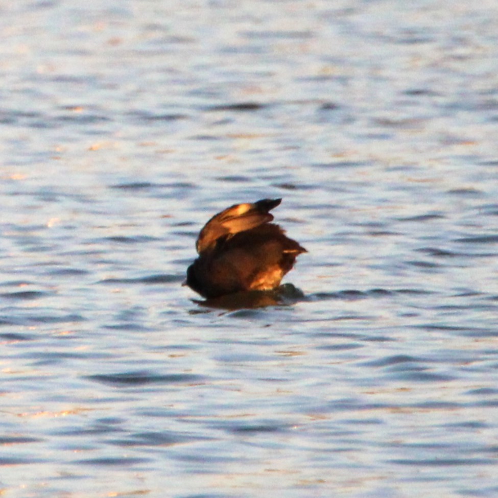 American Coot - ML641989847