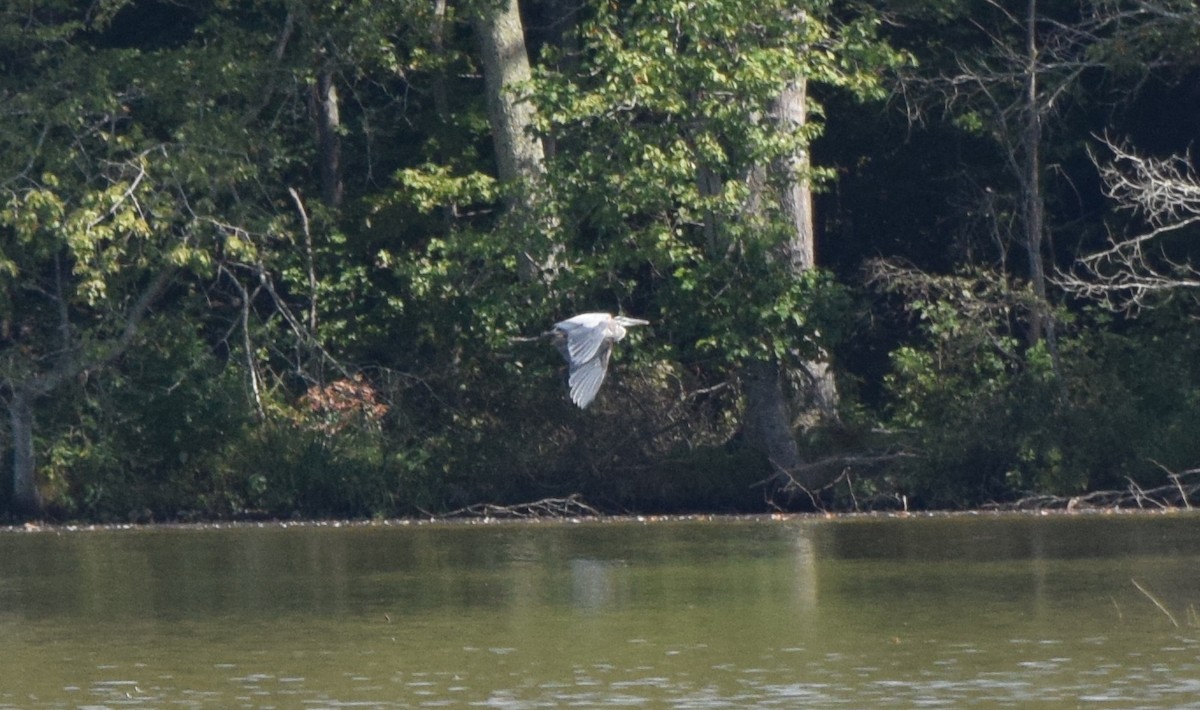 Great Blue Heron - ML641989848