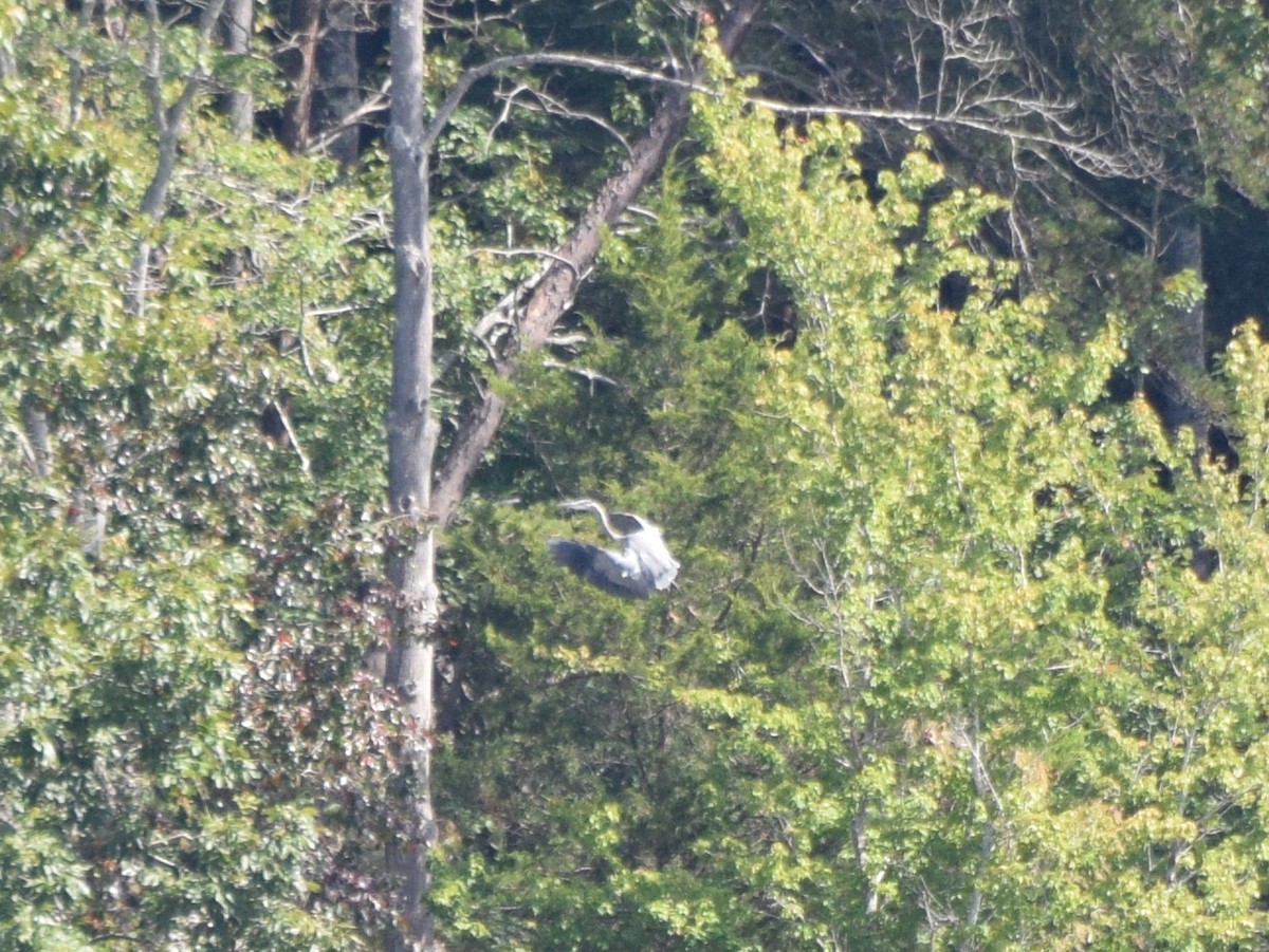 Great Blue Heron - ML641989849