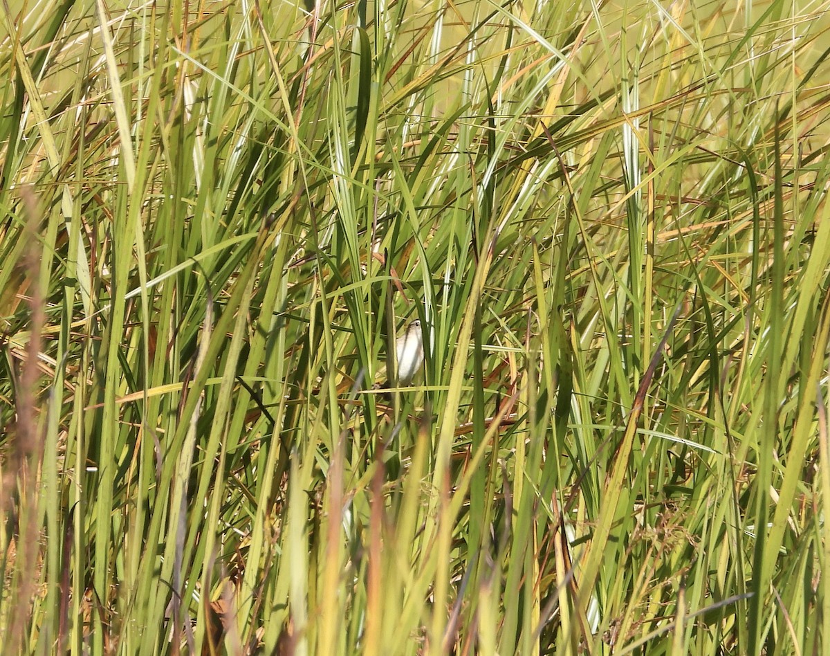 Marsh Wren - ML641989852