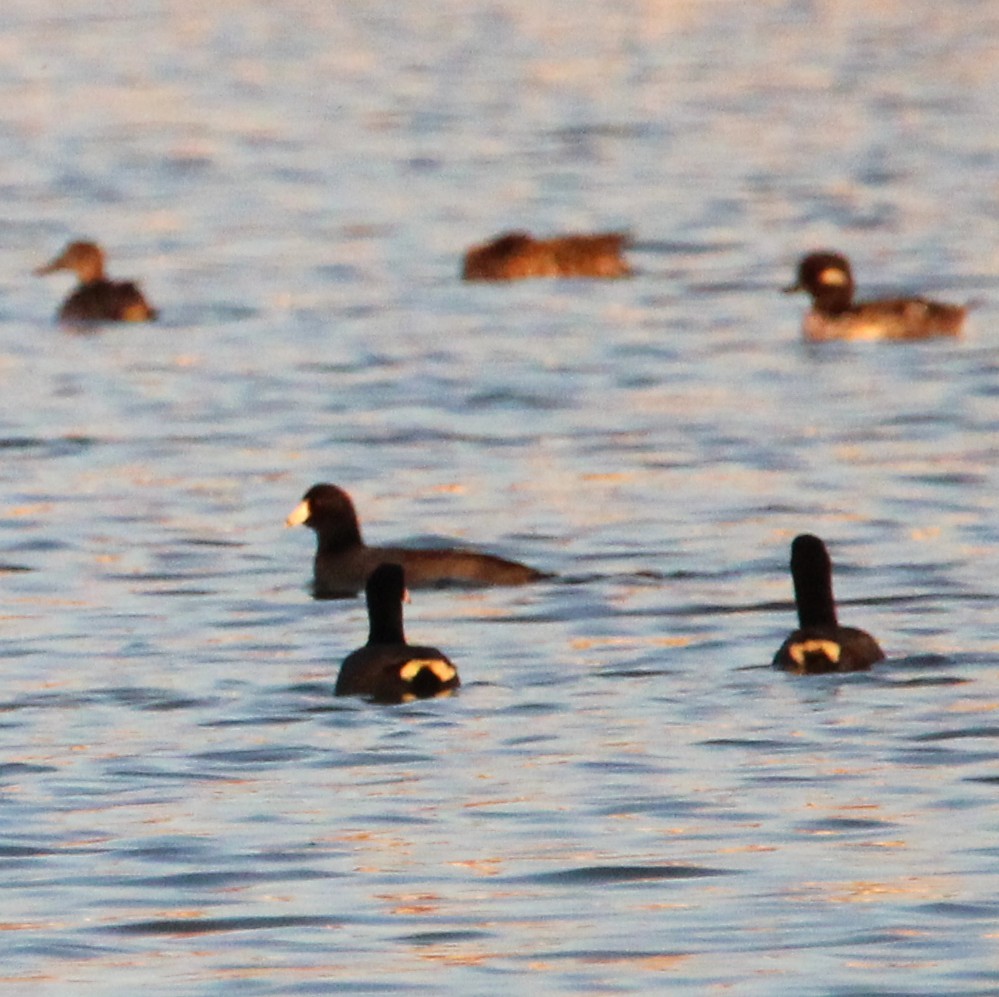American Coot - ML641989853