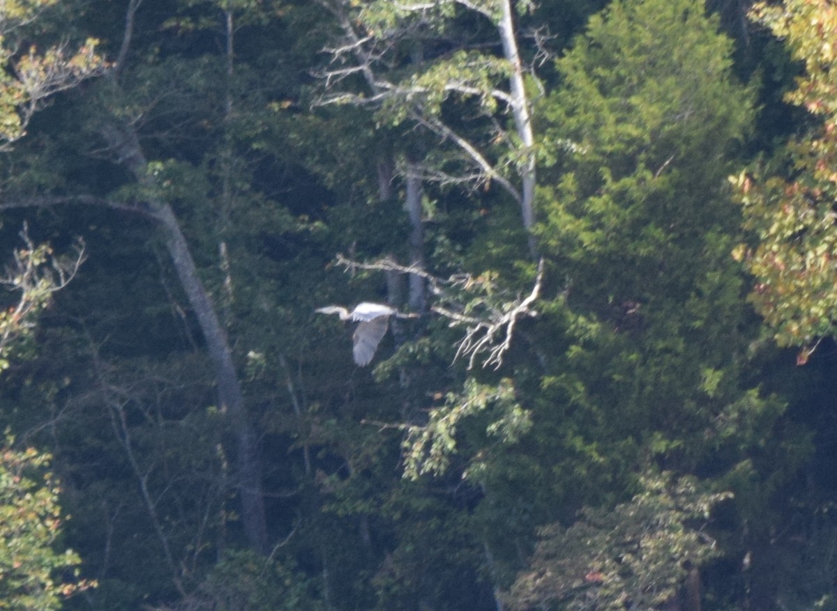 Great Blue Heron - ML641989854