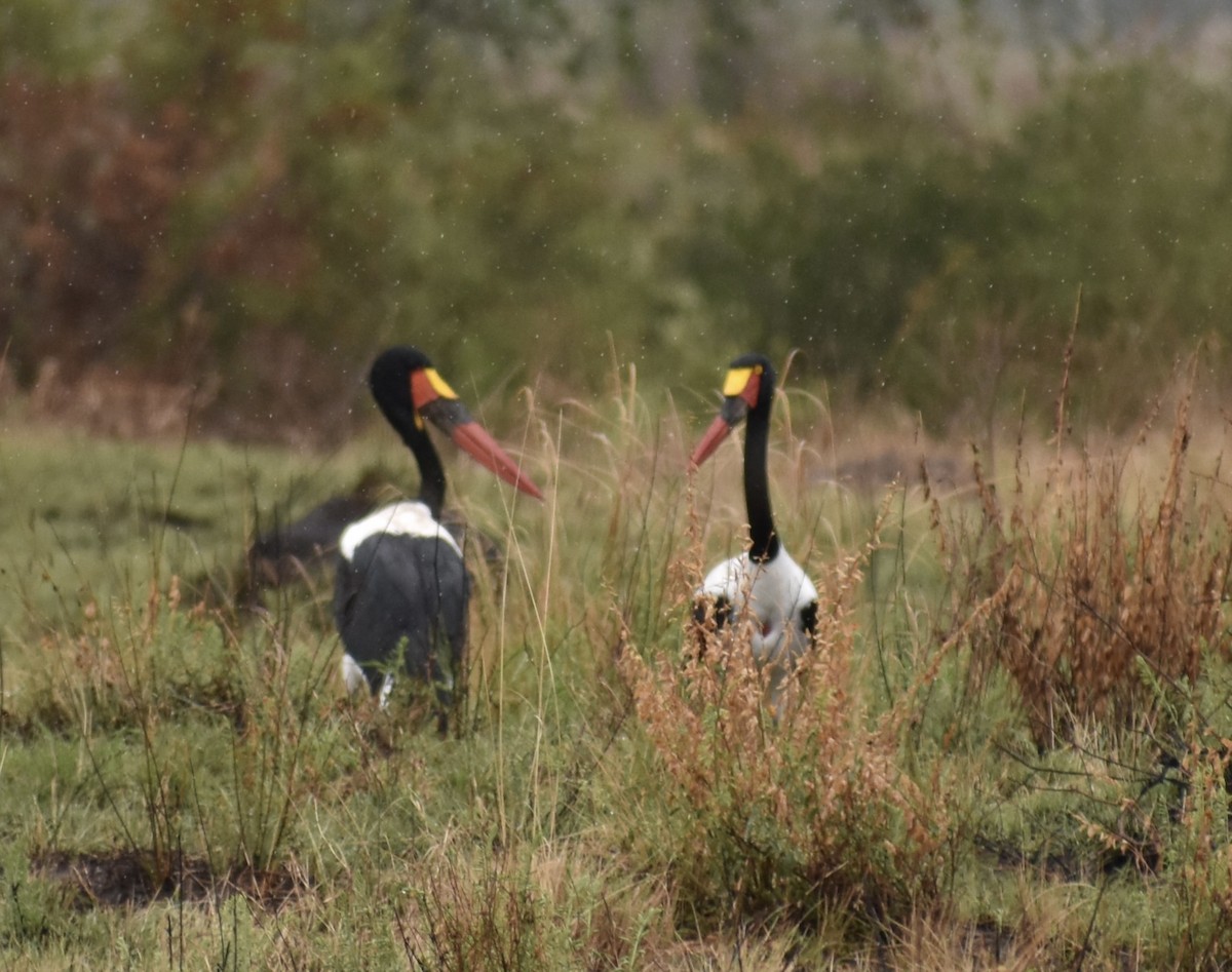 Saddle-billed Stork - ML641989855