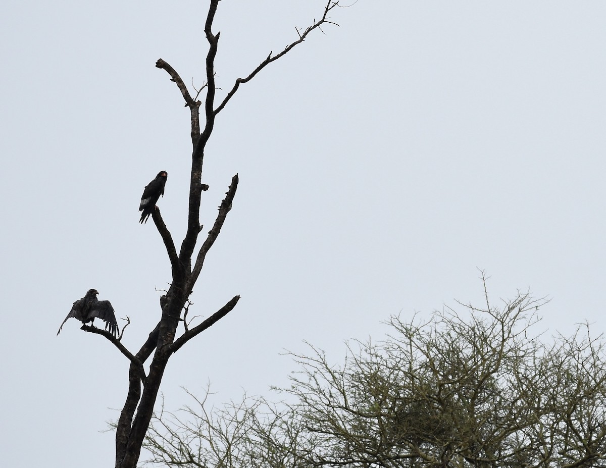 Bateleur - ML641989860