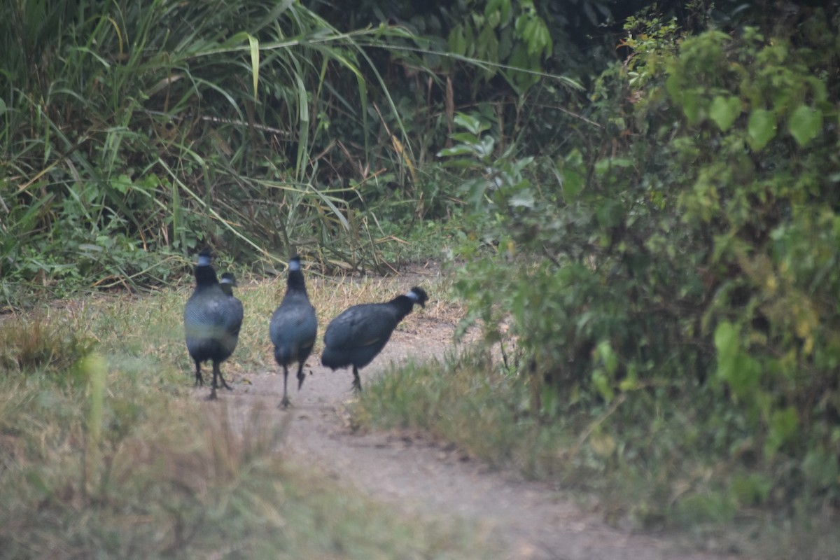 Western Crested Guineafowl - ML641989862