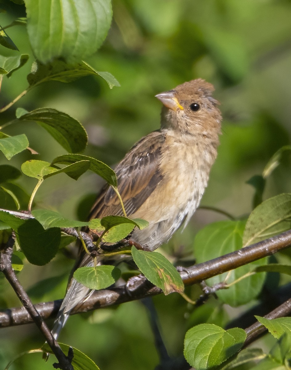 Indigo Bunting - ML641989867