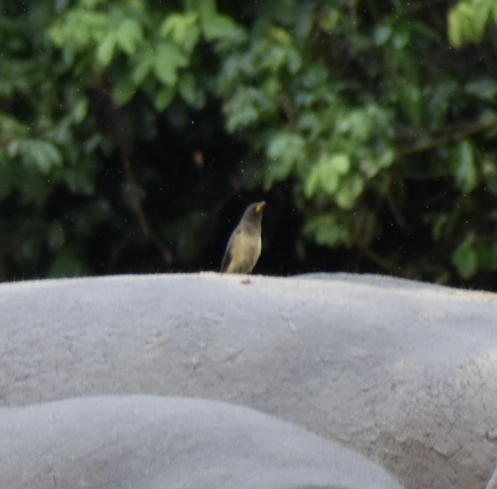 Yellow-billed Oxpecker - ML641989868