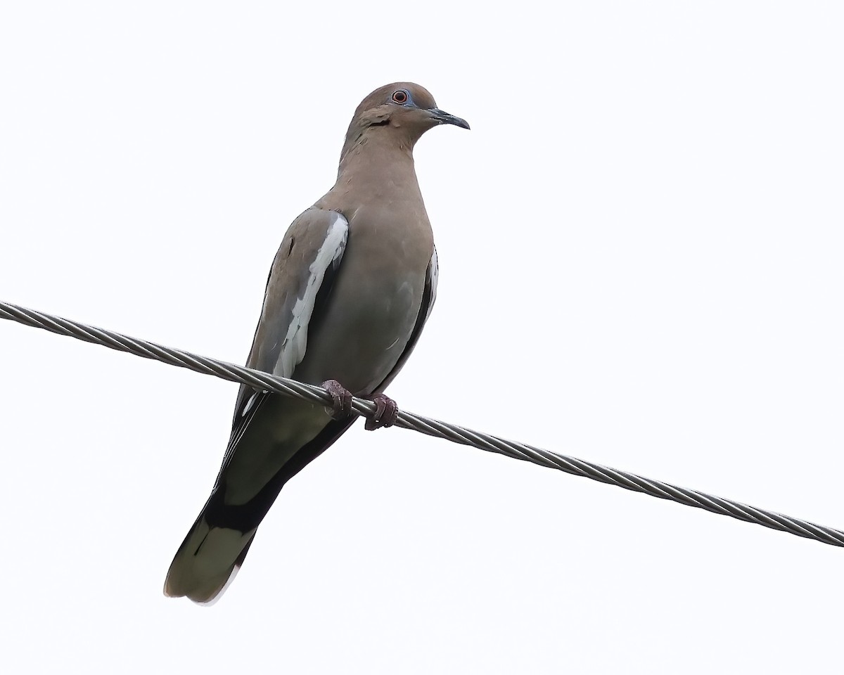 White-winged Dove - ML641989896