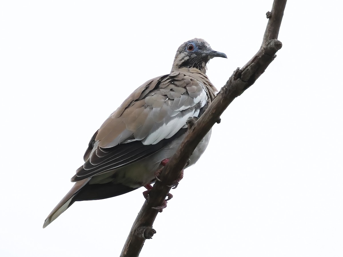White-winged Dove - ML641989897