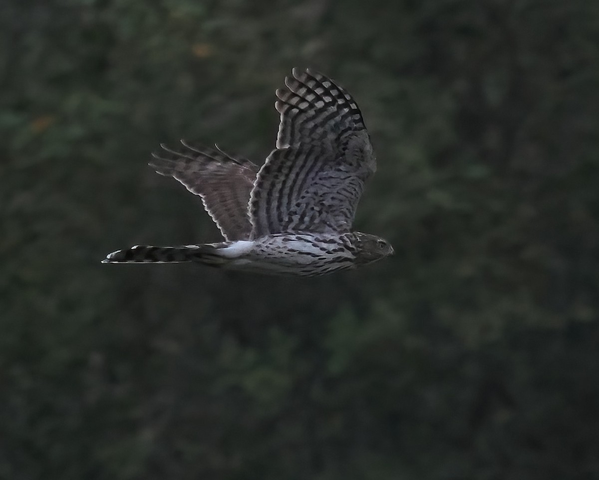 Cooper's Hawk - ML641989906