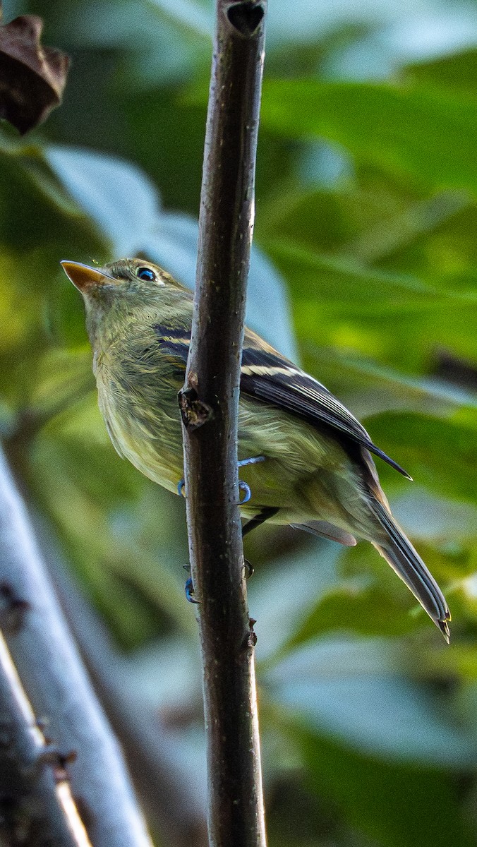Yellow-bellied Flycatcher - ML641989919