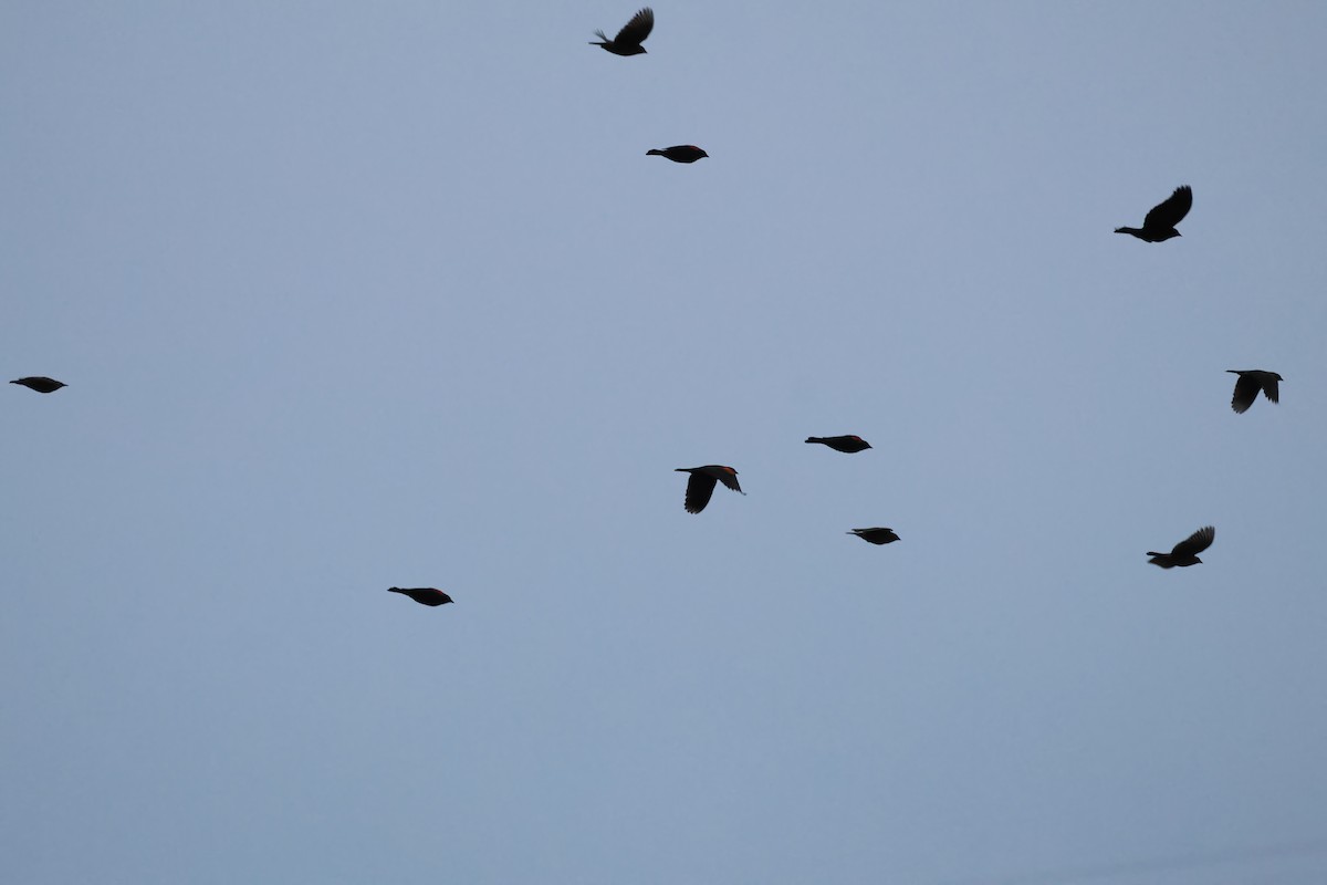 Red-winged Blackbird - ML641989921