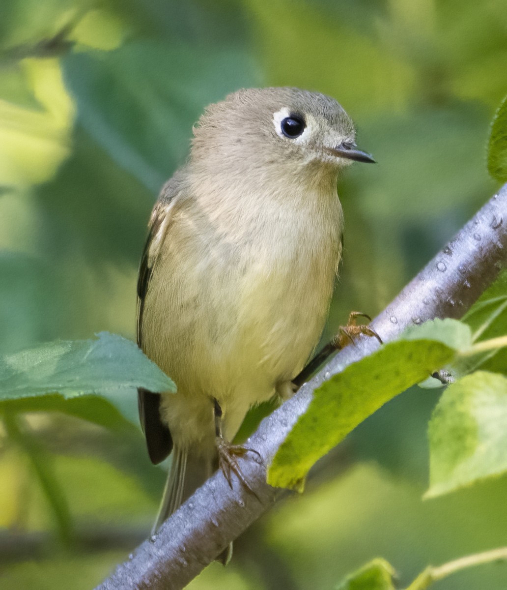 Ruby-crowned Kinglet - ML641989934