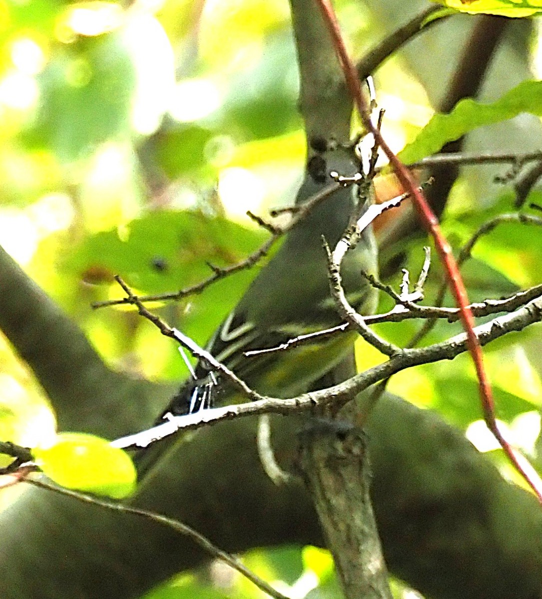 Blue-headed Vireo - ML641989935