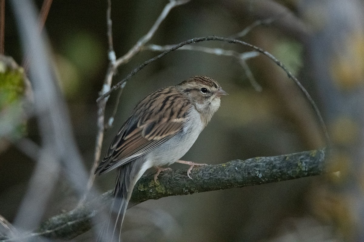 Chipping Sparrow - ML641989943