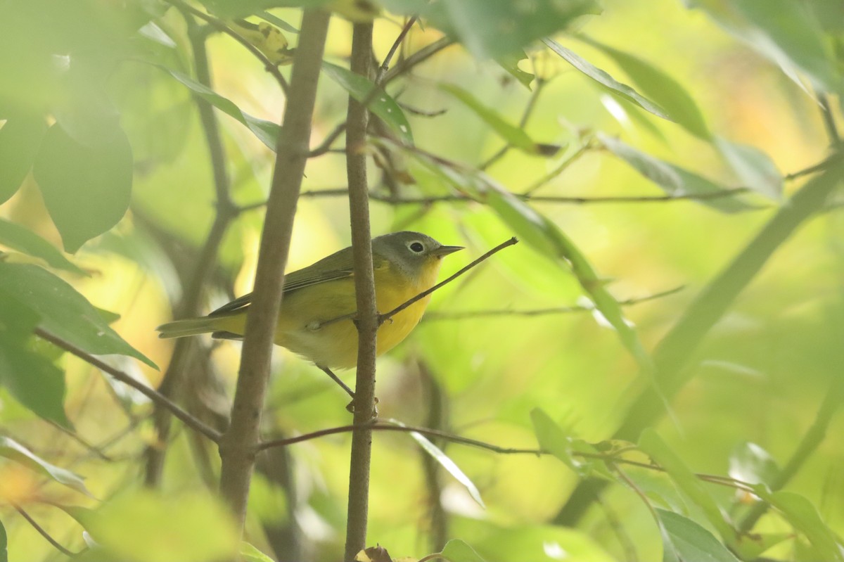 Nashville Warbler - ML641989944