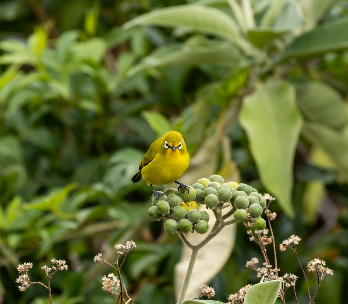 Kirk's White-eye - ML641989946