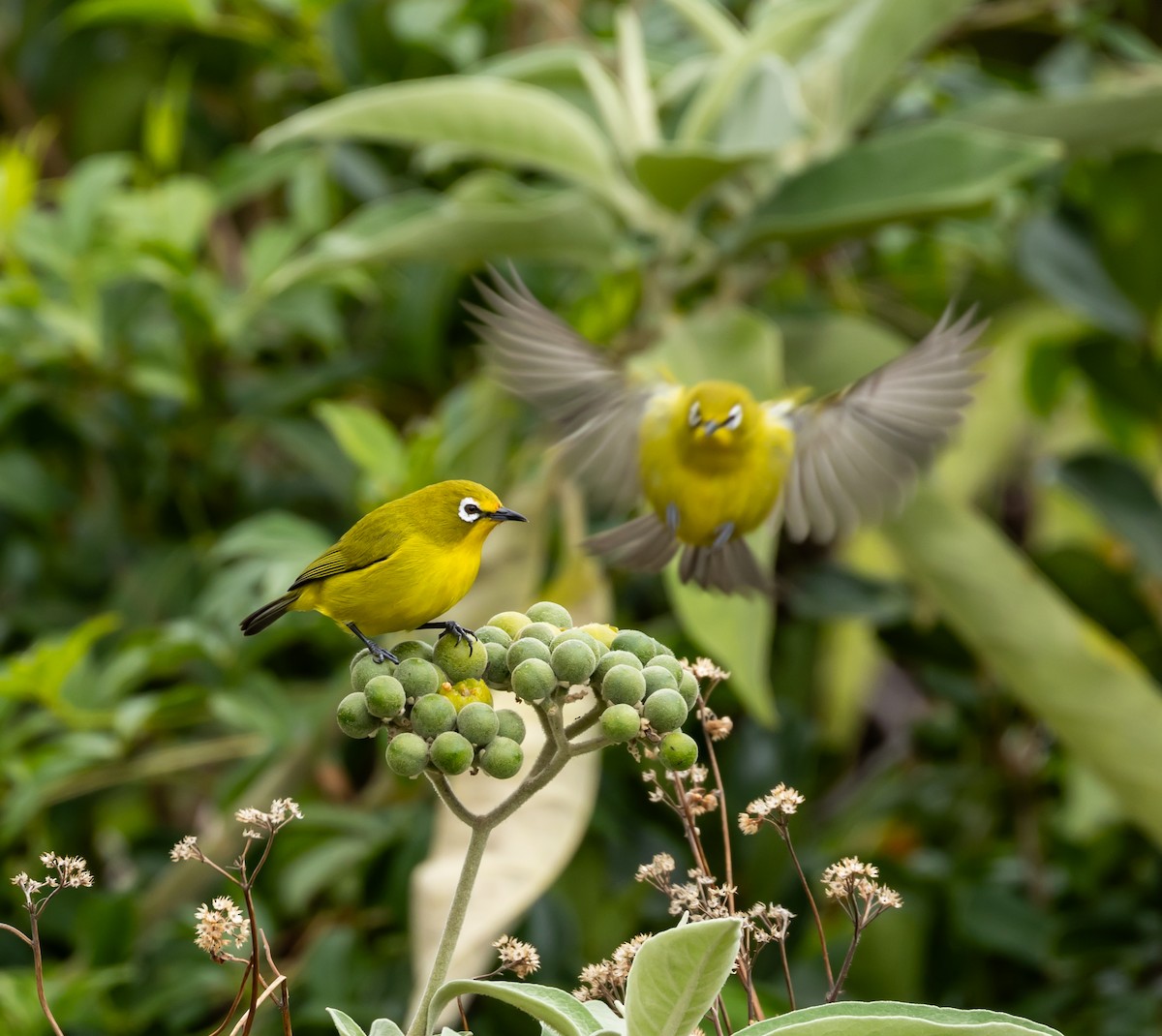 Kirk's White-eye - ML641989947