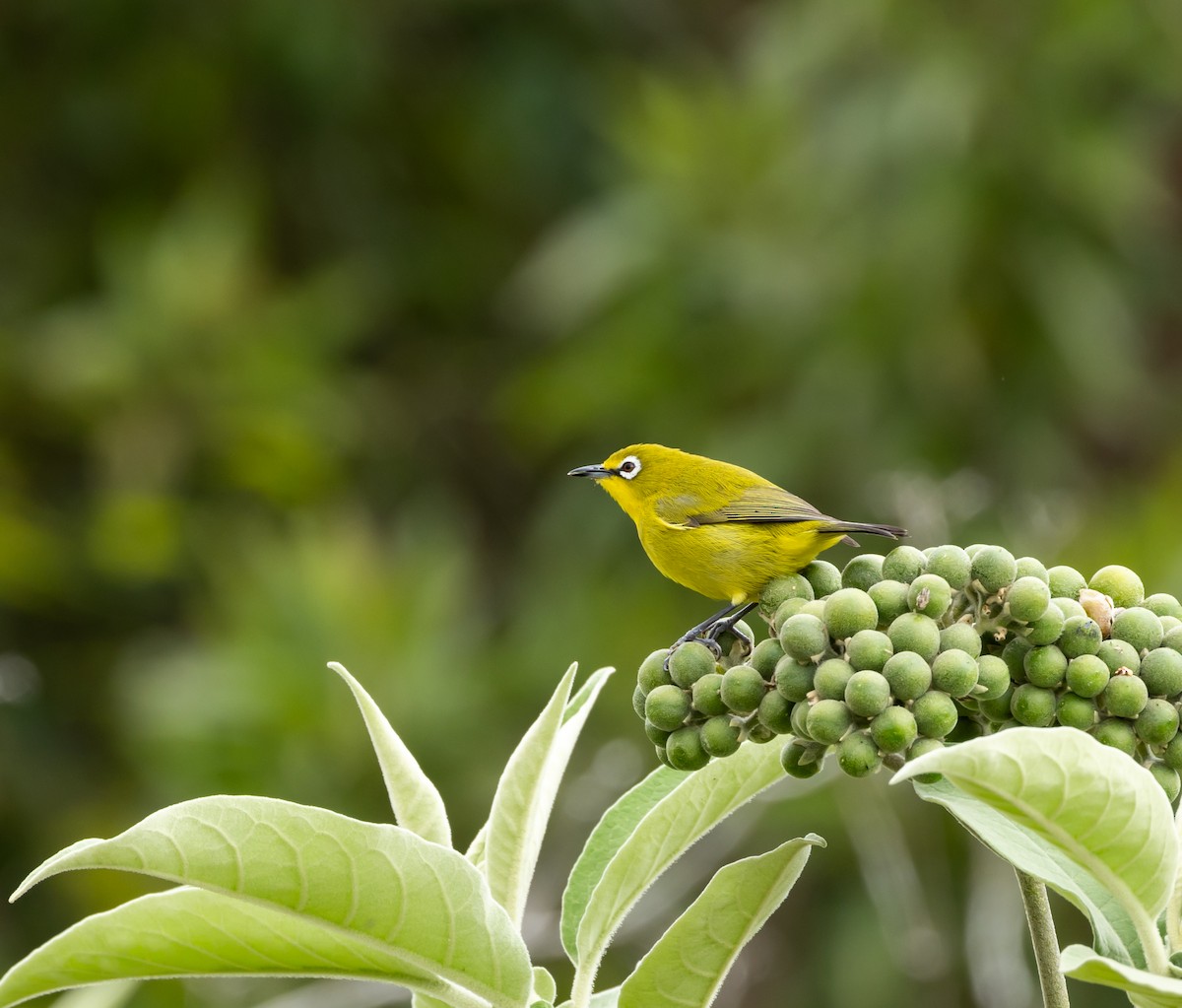 Kirk's White-eye - ML641989948