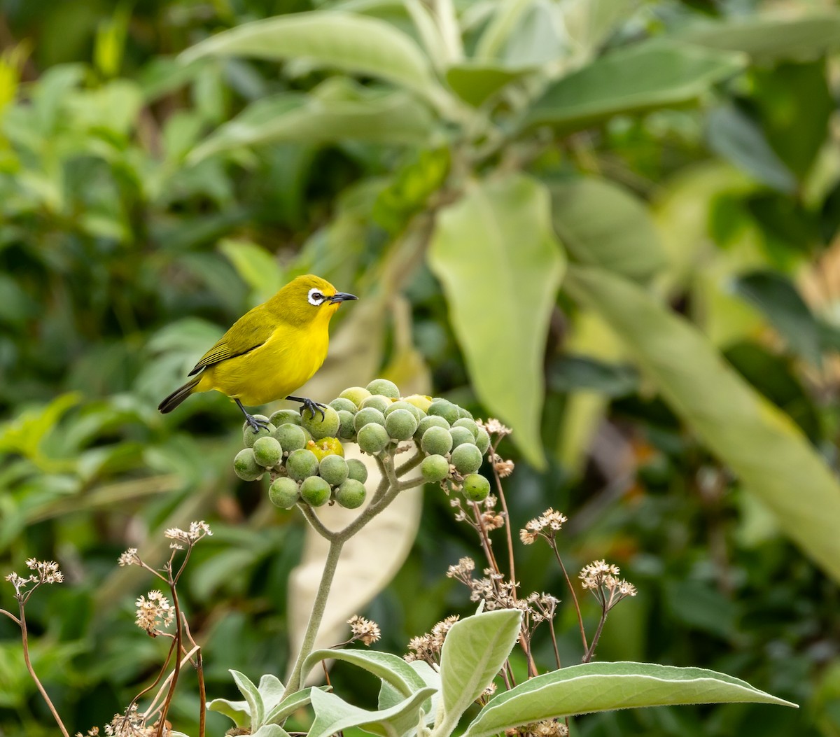 Kirk's White-eye - ML641989949