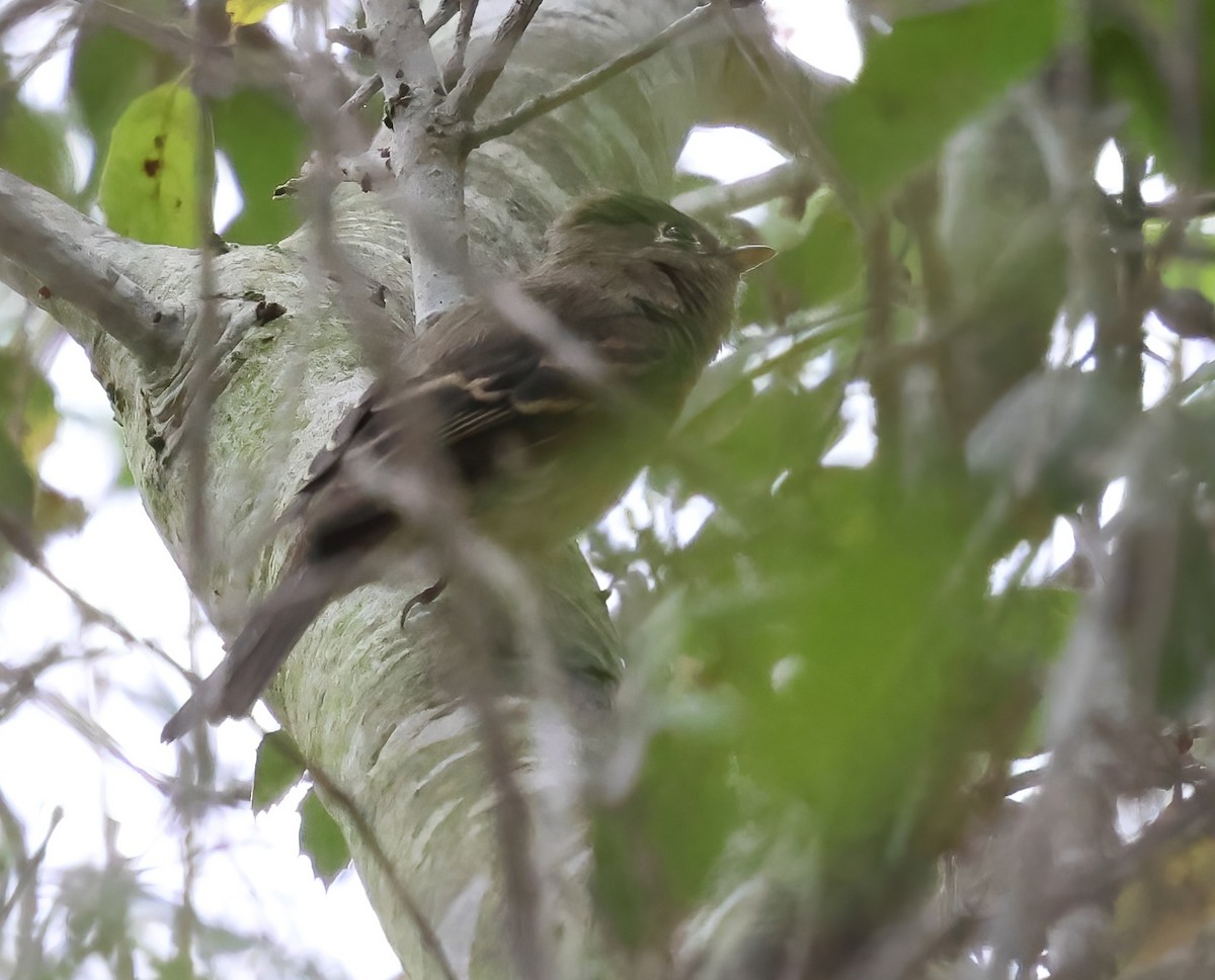 Western Flycatcher - ML641989951