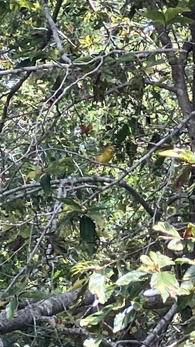Blue-winged Warbler - ML641989954