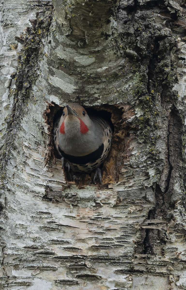 Northern Flicker - ML641989957