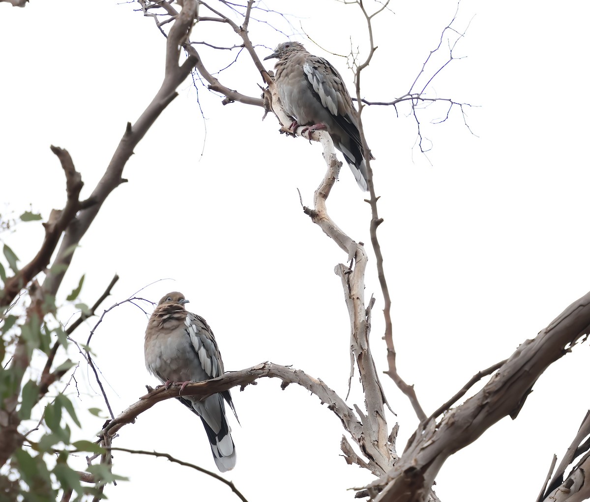 White-winged Dove - ML641989958