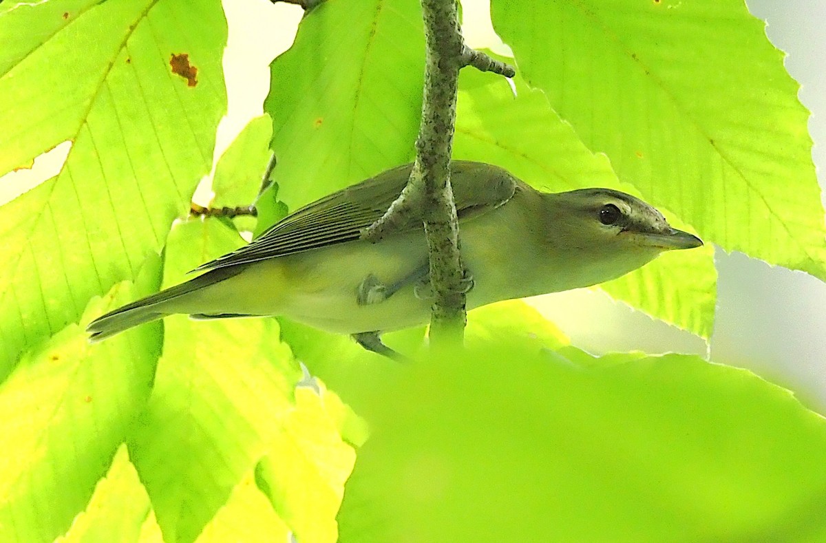 Vireo begigorria - ML641989959