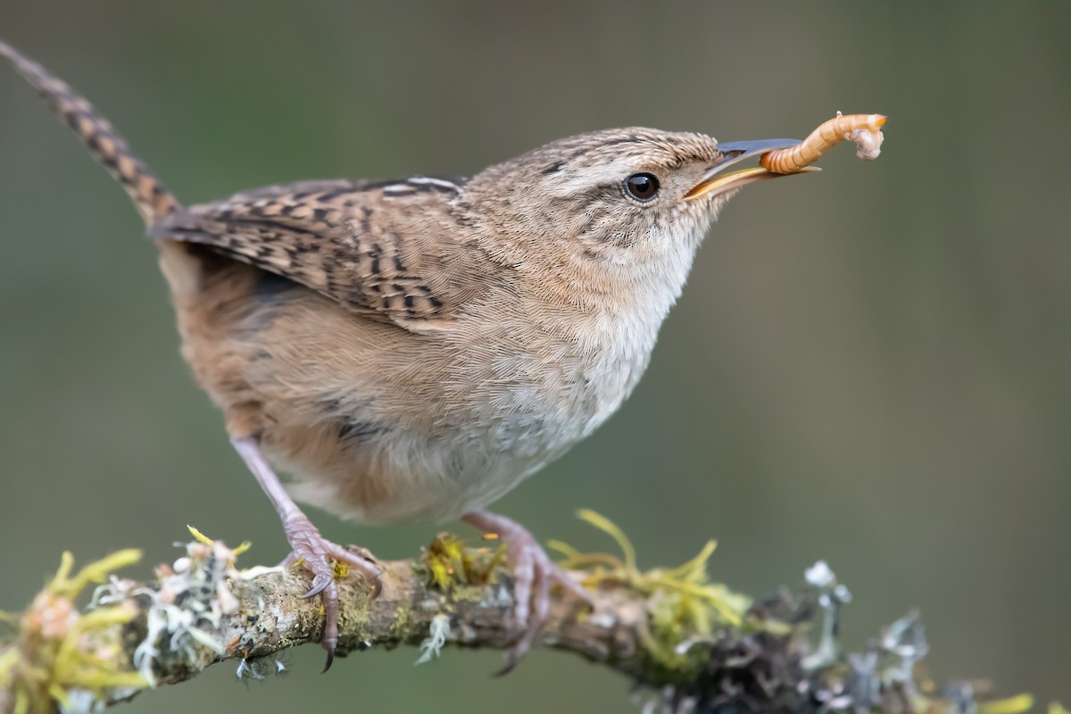 Grass Wren - ML641989960