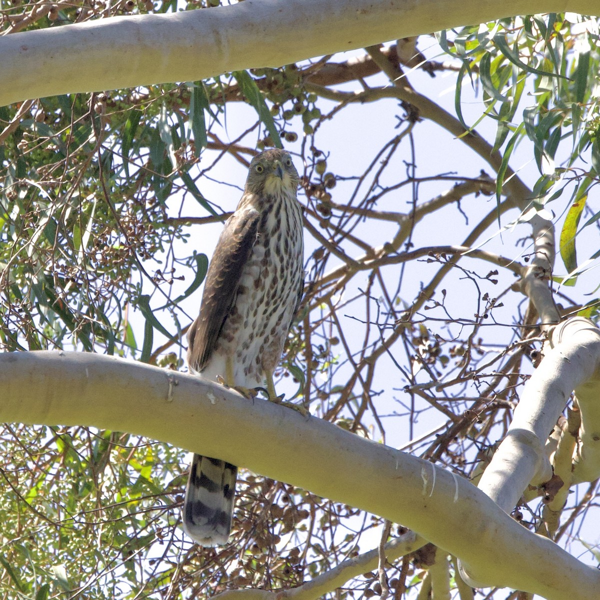 Cooper's Hawk - ML641989966