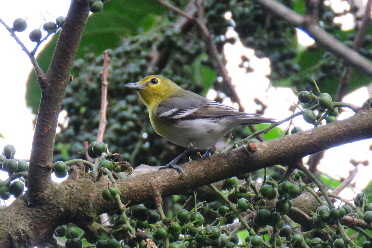Yellow-throated Vireo - ML641989972