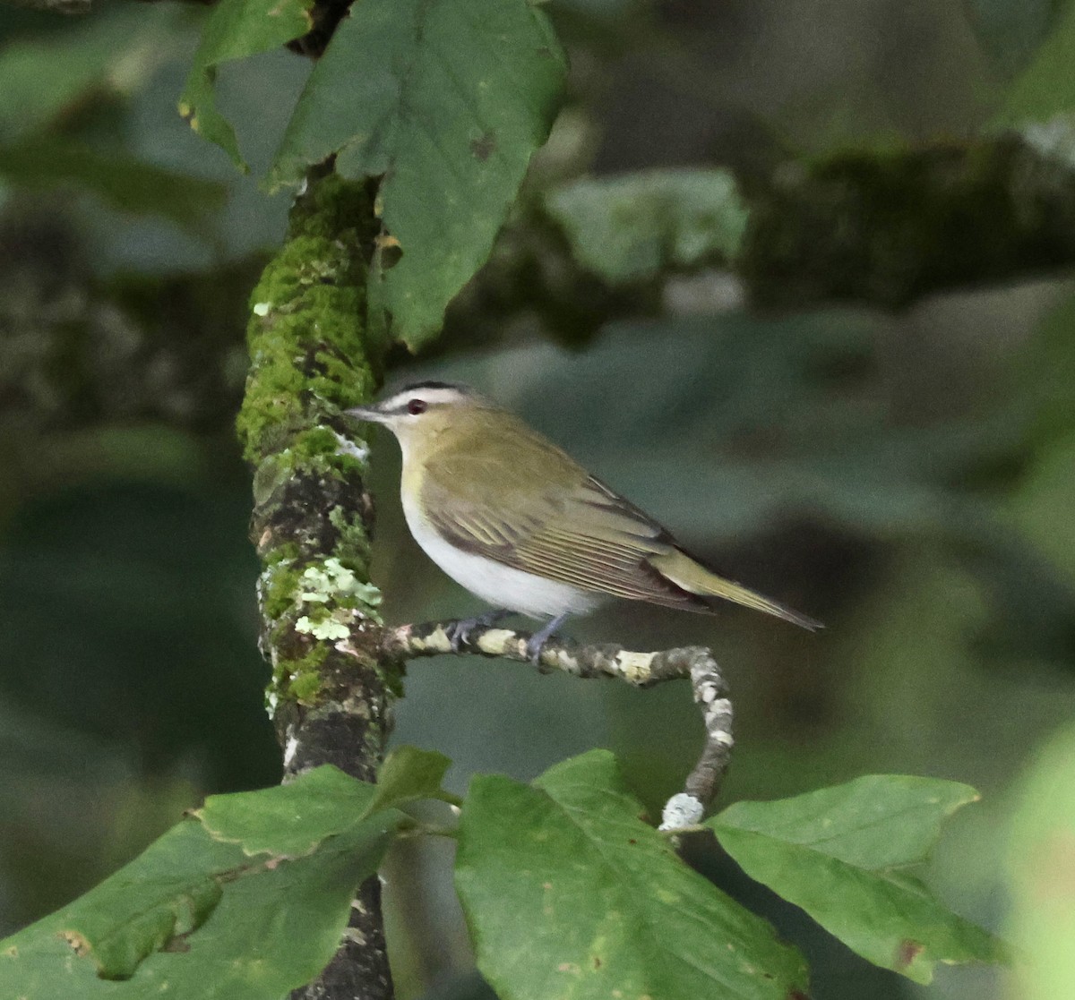 Vireo begigorria - ML641989974