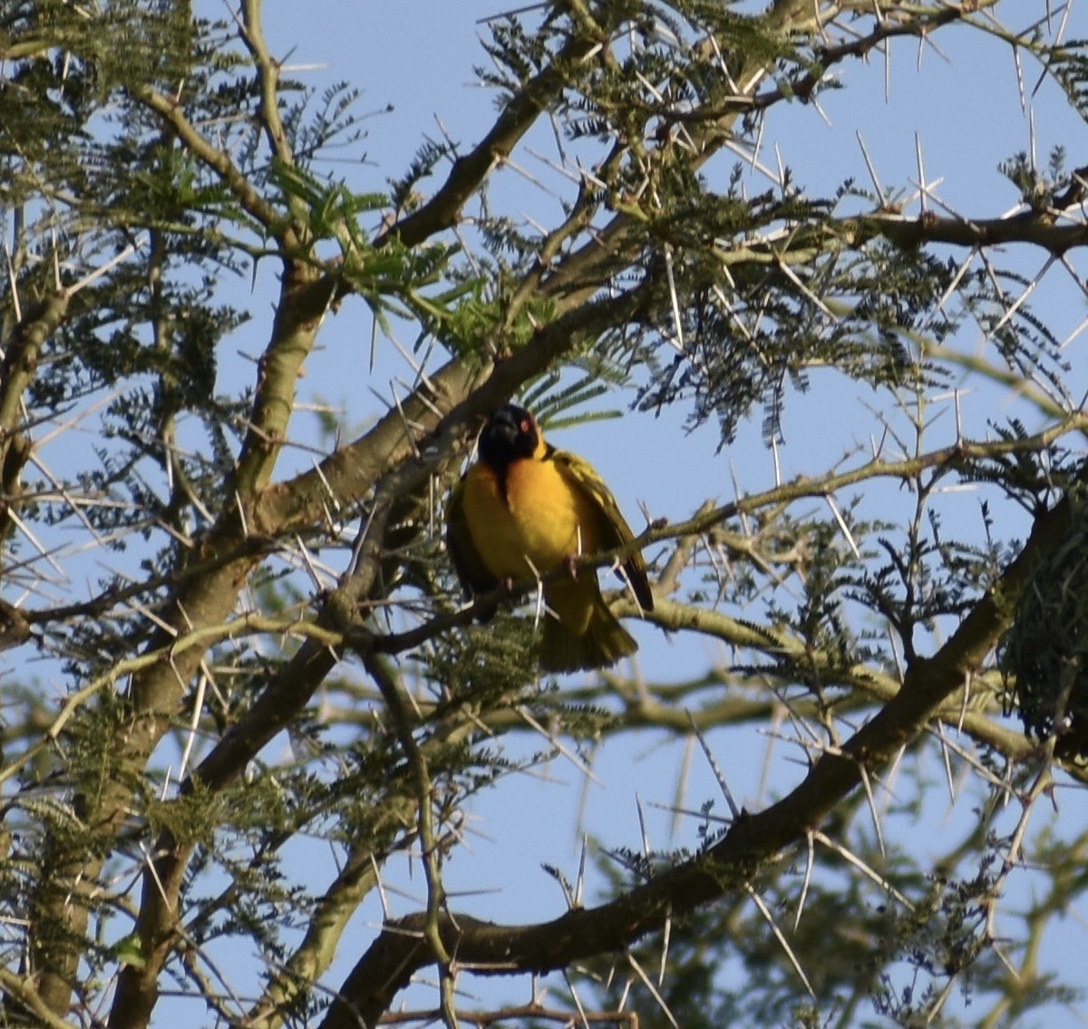 Village Weaver - ML641989984