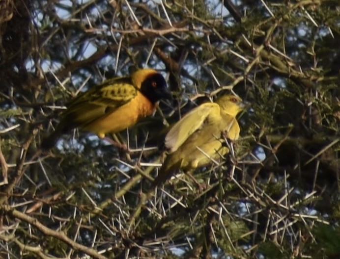 Village Weaver - ML641989987