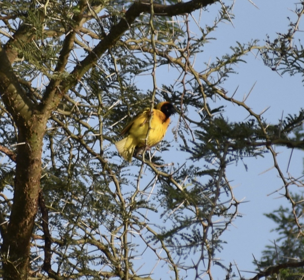 Village Weaver - ML641989988