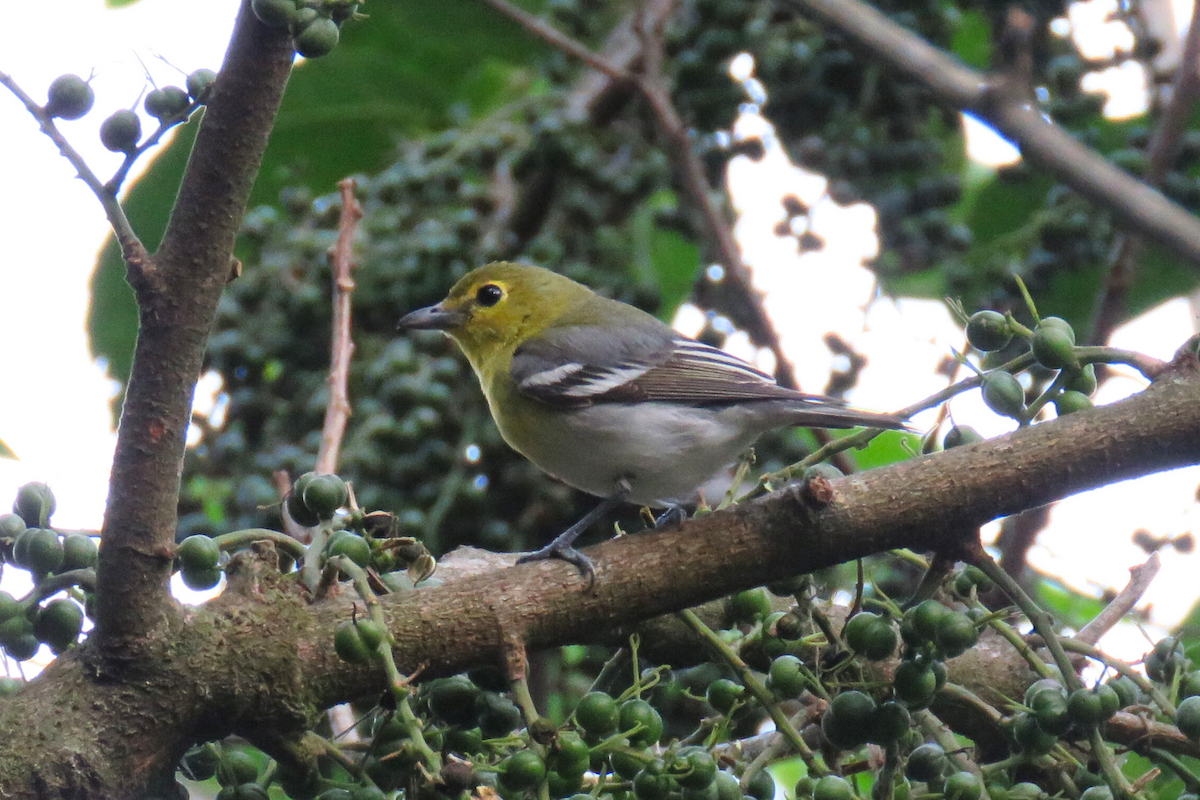 Yellow-throated Vireo - ML641989990