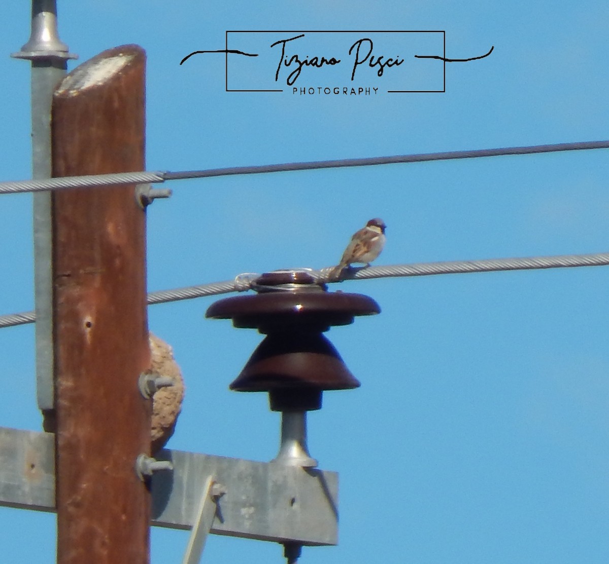 House Sparrow - ML641989992