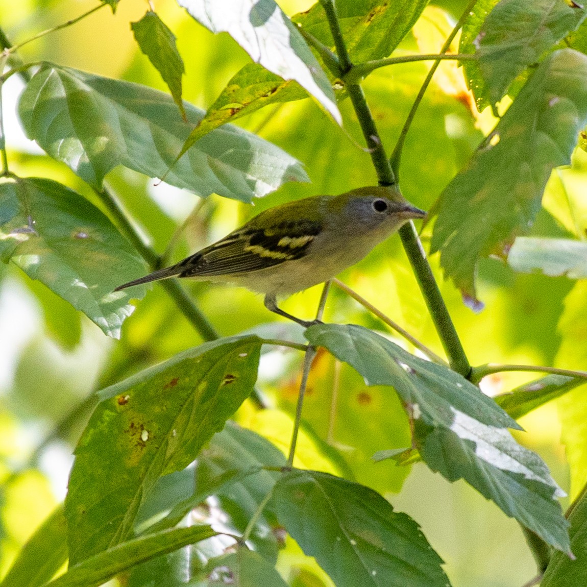 Chestnut-sided Warbler - ML641990005